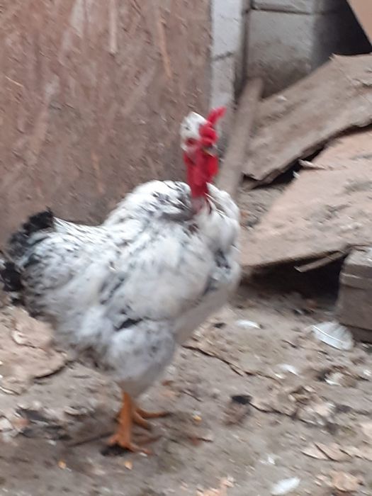 Vand cocosi de 5 luni de rasa pintenat mari si mici  golas de transilvania, cu gatul gol pitici sau mari