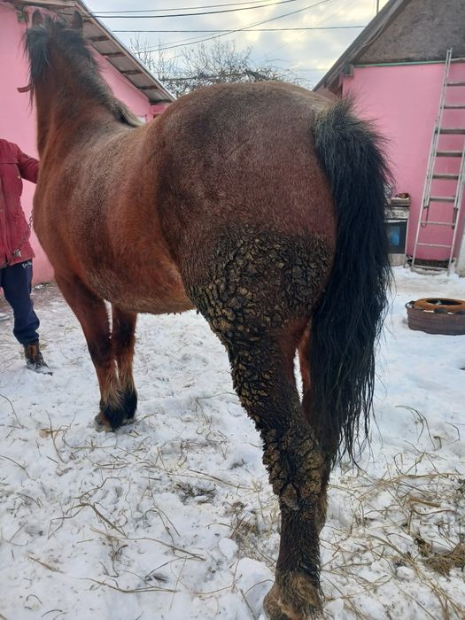 Vând manza de 4 ani cu pașaport