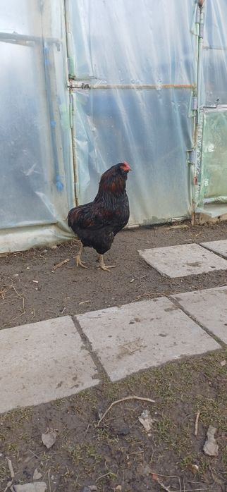 Vând cocoși din rasele Marans,Australorp și Araucana