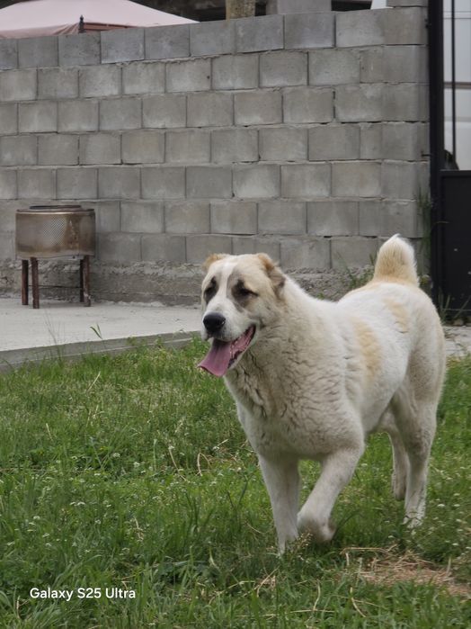 Turkmen alabai  алабай