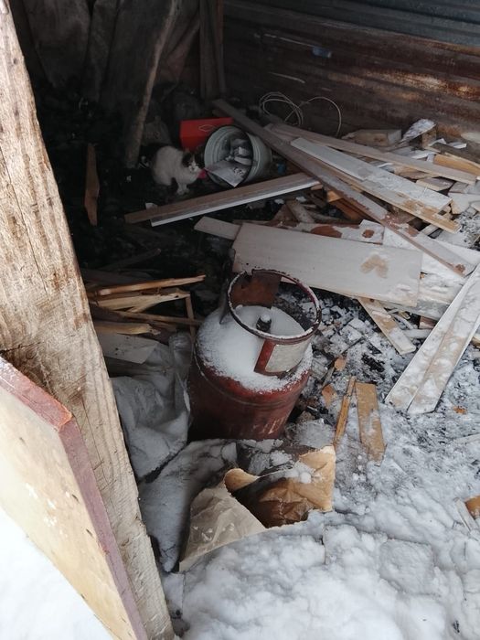 Пушистики ищут дом