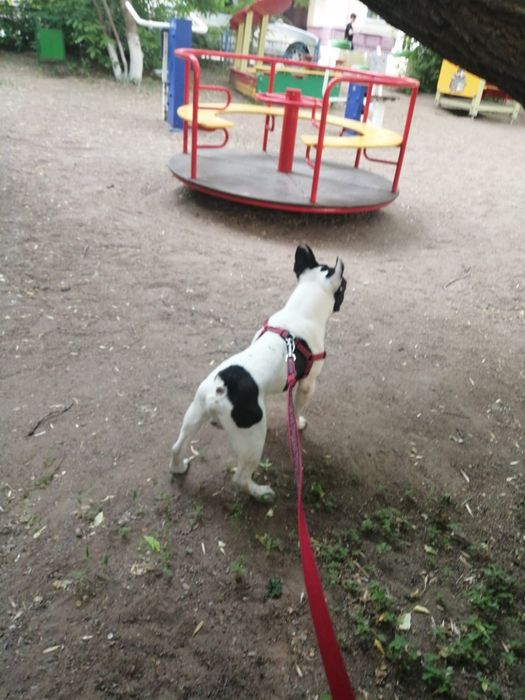 Французский бульдог. Вязка