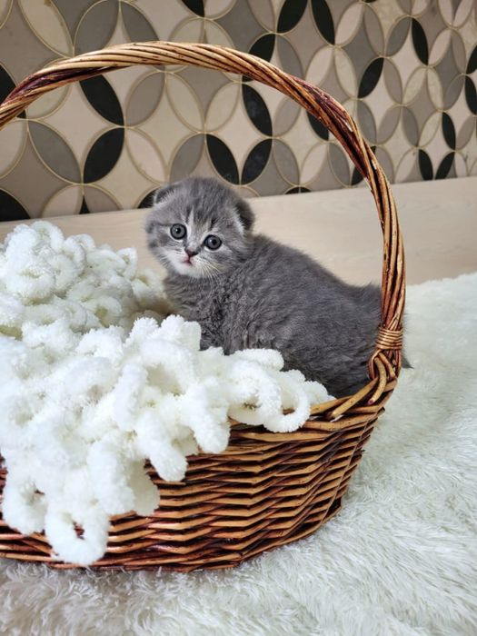 Скоттиш фолдики