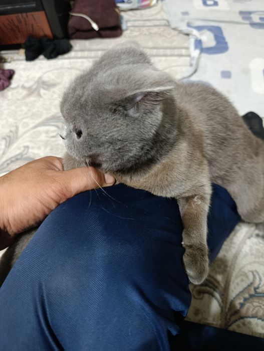 Scotiw FOLD rangi seri (Киз )