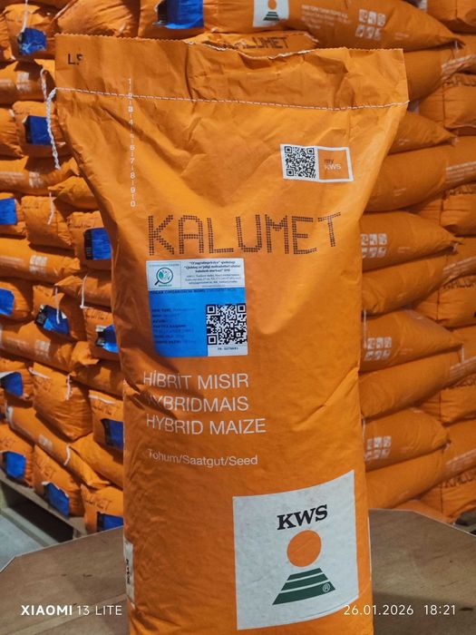 KALUMET makkajo'xori gibridi urug’lari Маккажўхори Маккажохори Жохори