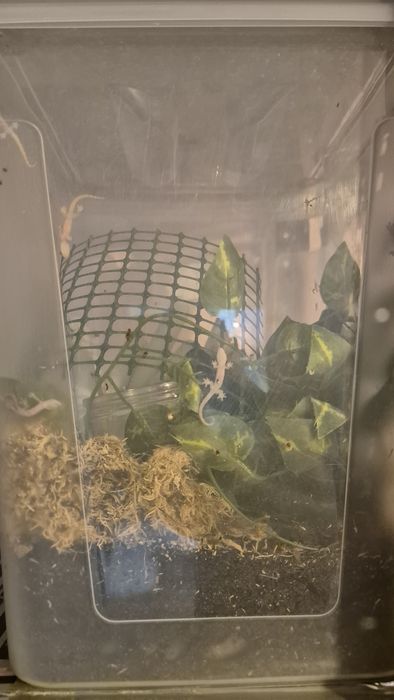 Mourning Gecko ( Lugubris )