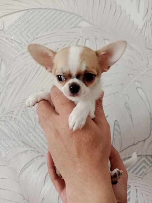 Щенок Чихуахуа -девочки.