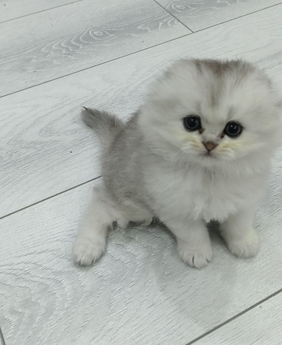 Продаются котята шотландская вислоухая  скоттиш-фолд