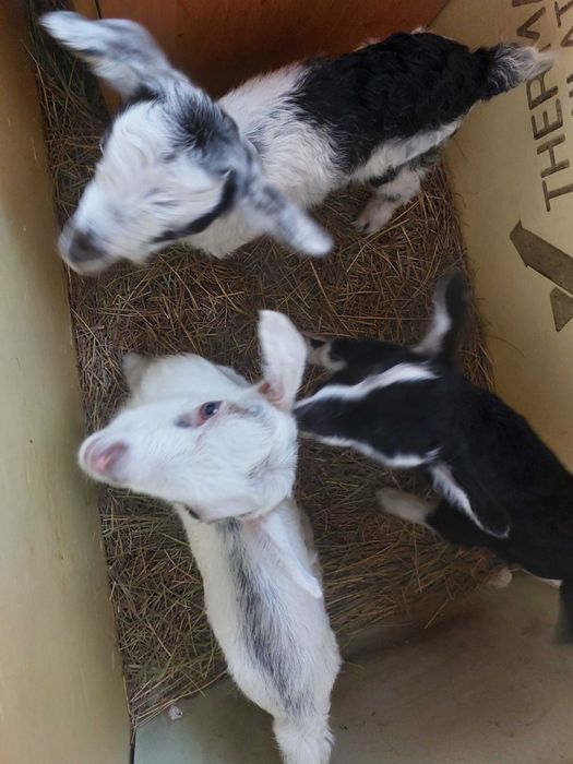 Продам породистого козлика