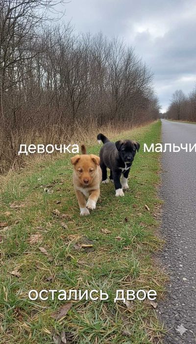 отдам в хорошие руки щенка. щенки