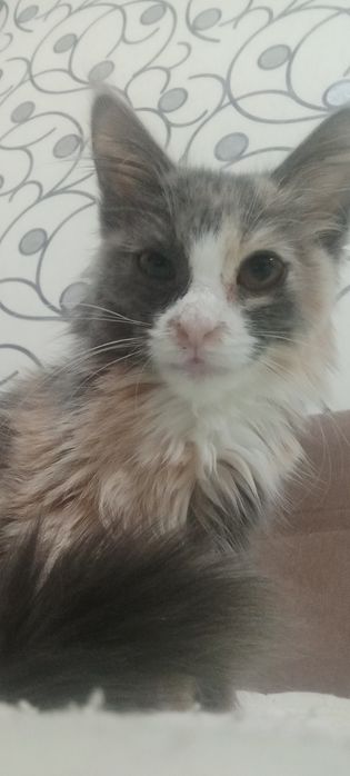 Кошечку отдам даром .