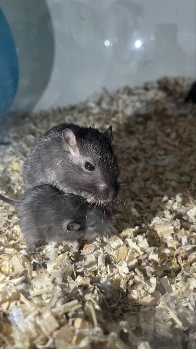 Donez Pui de Gerbil + Adulti