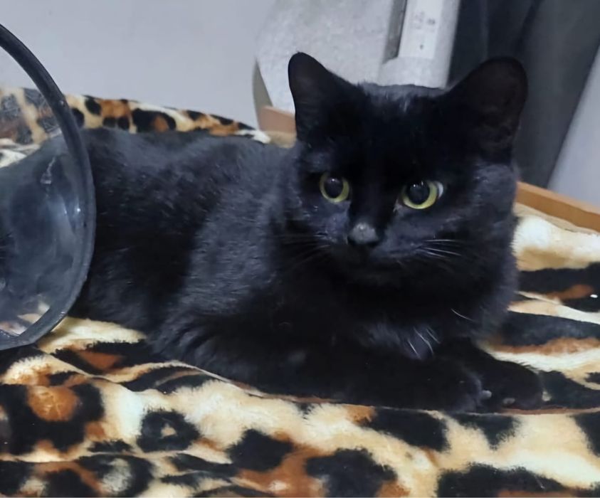 Кошка Саша ищет семью и дом