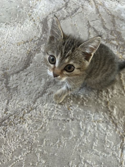 Отдам котенка девочка