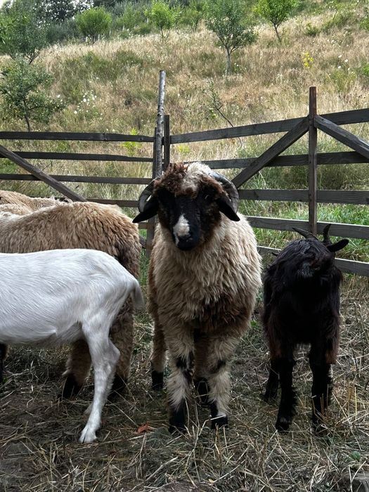 3 berbecuți din oi mari de vânzare