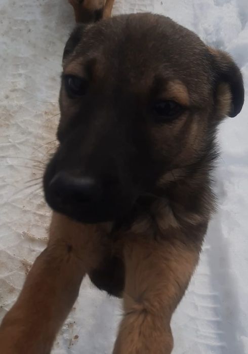 Привитые щеночки. В добрые руки.