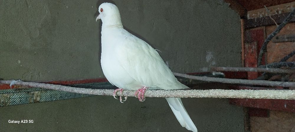 Vînd pasarile don imagine.