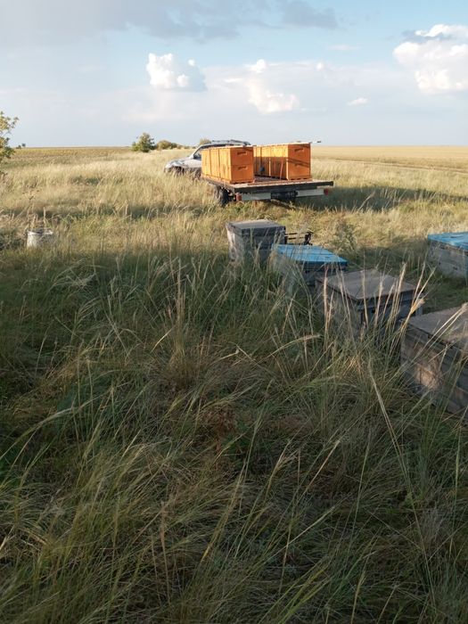 Продам мёд оптом