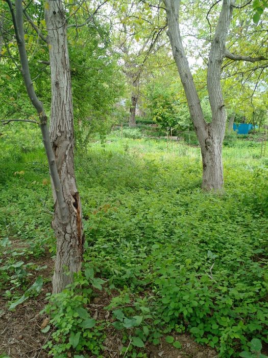 Продается  дача в ущелье Бургулюк