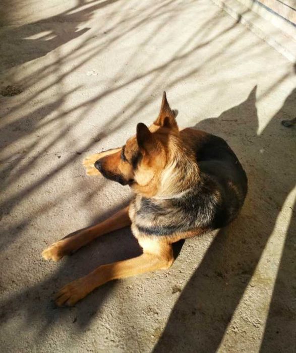 Щенок восточноевропейской овчарки