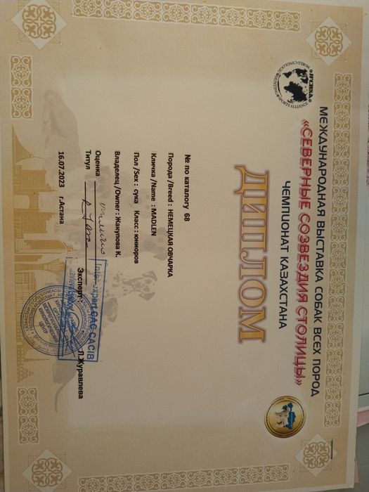 Немецкая овчарка!