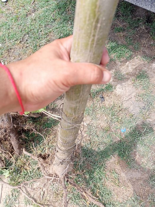 Павловния оригинал сорт Шанг тонг в большом асортимнте