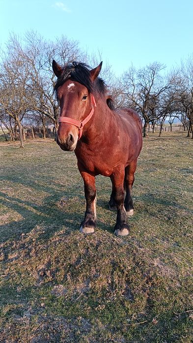 Harmăsar de vânzare.