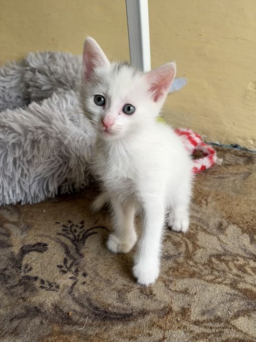 Отдам котят даром, в надеждные руки