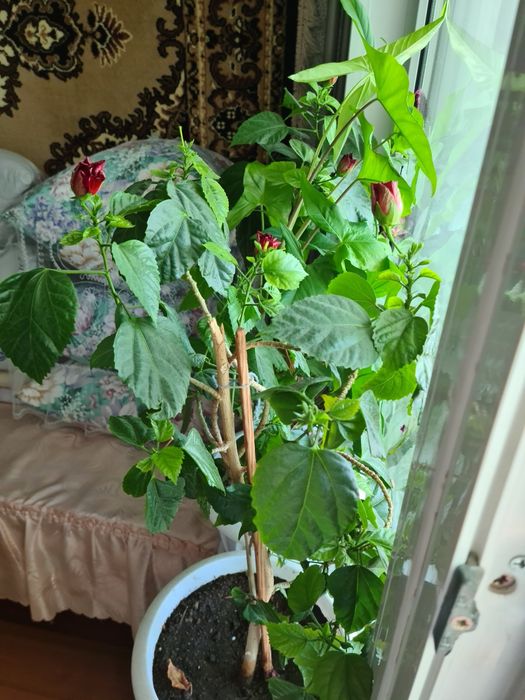 Цветок китайская роза