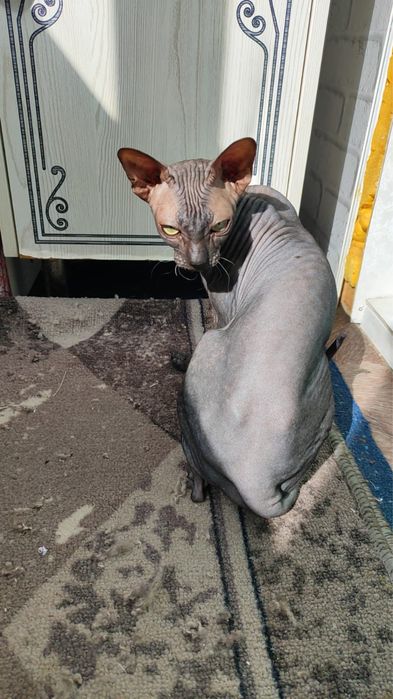 Отдам кошку сфинкс