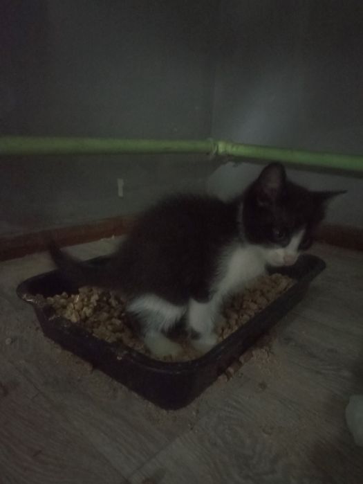 Котенок 2,5 мес. Мальчик