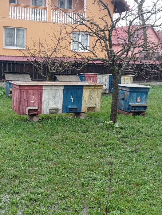 Vând 3 familii de albine