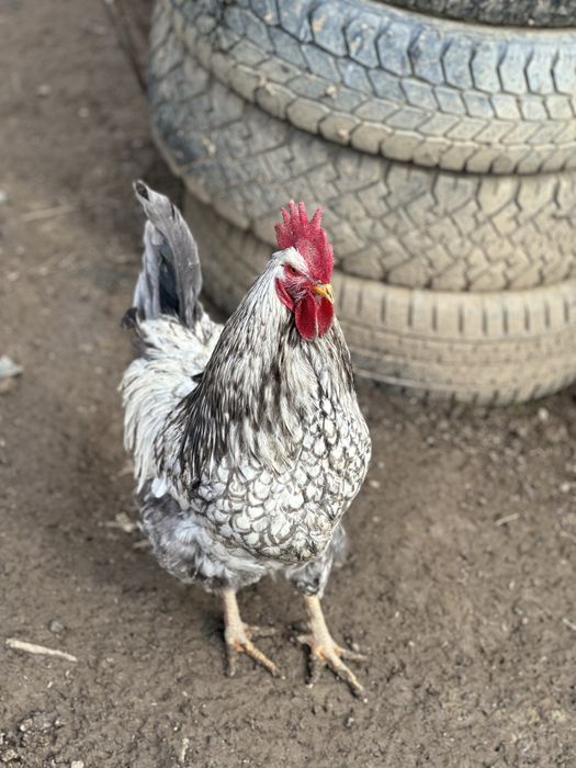 Cocoși tineri de casă