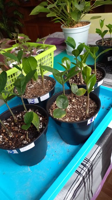 Цветы  комнатные