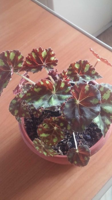 Бегония  комнатная