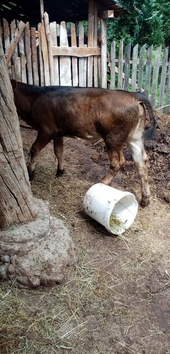 Vitica in varsta de 4 luni