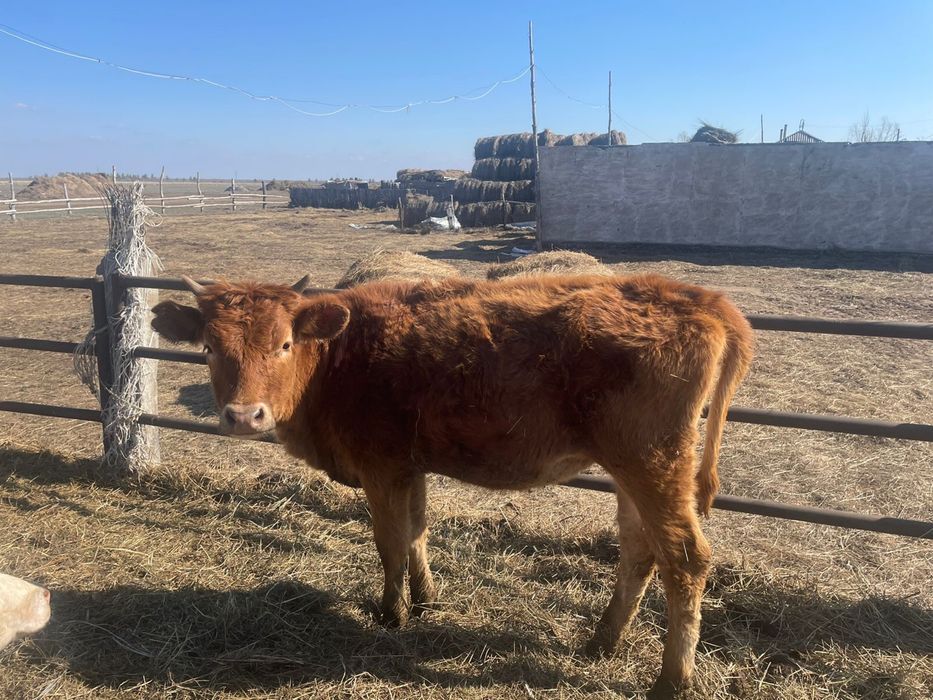 Продам! Телки от симменталсках коров