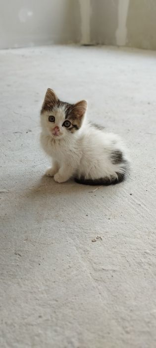 Подарявам мъжко коте
