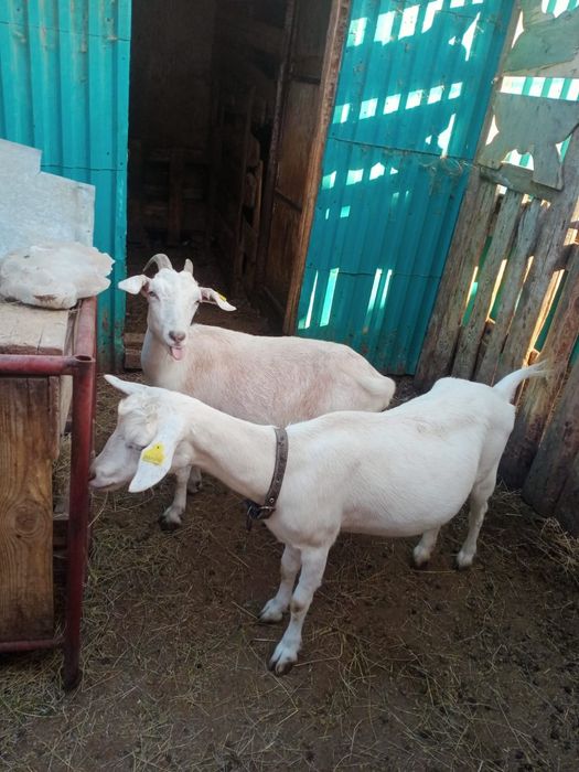 продам молочных  коз