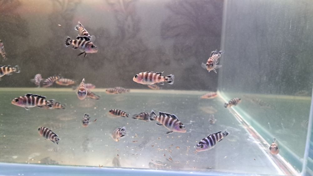 Продам африканский цихлид демасони Demasoni