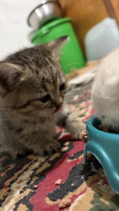 шотландская прямоухая кошка
