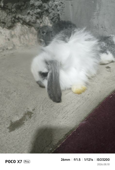 Carlik karlik baran quyonlar