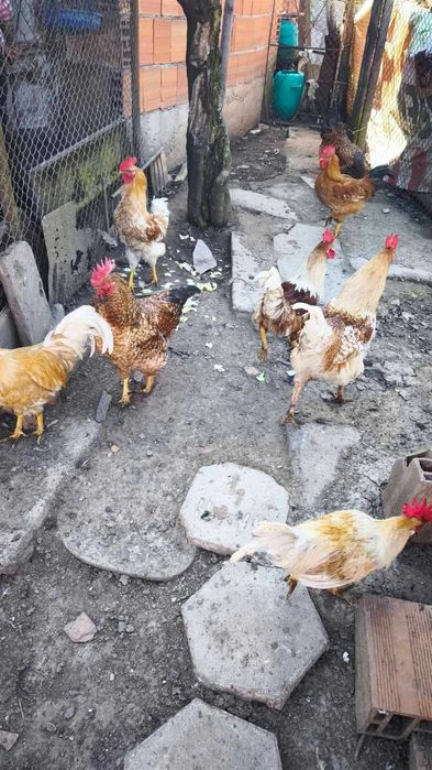 Продавам Красиви Големи Петли