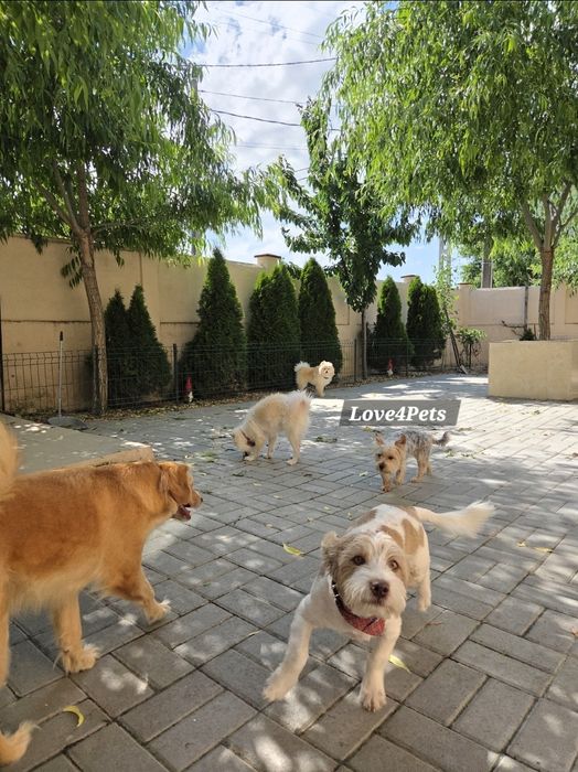 Cazare caini/ Pensiune canina/ Pet Sitter/ Pet Hotel/ Love4Pets