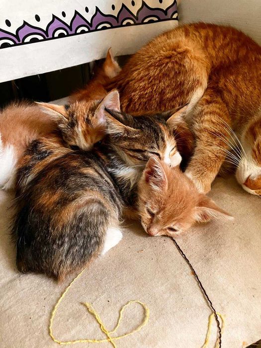 Котята отдам бесплатно