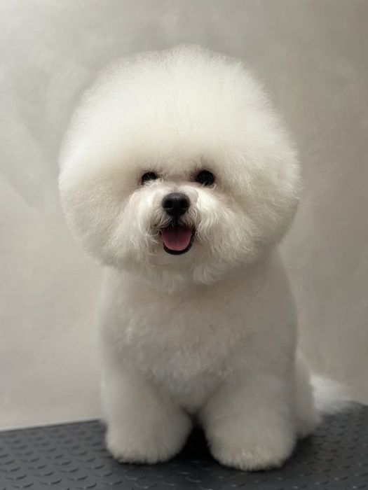 Продам щенка Бишон фризе