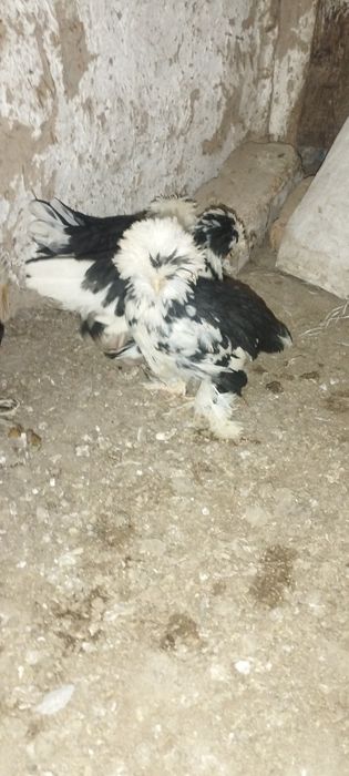 Yapon jòjalar sotiladi