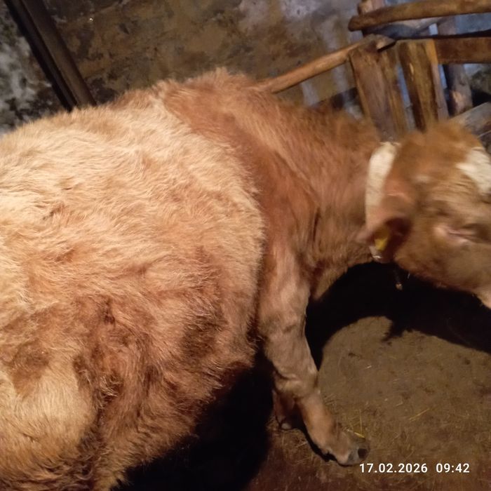 Продам двух быков!