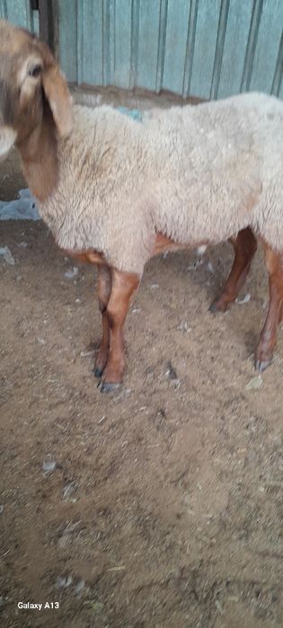 Продам хороших баранов
