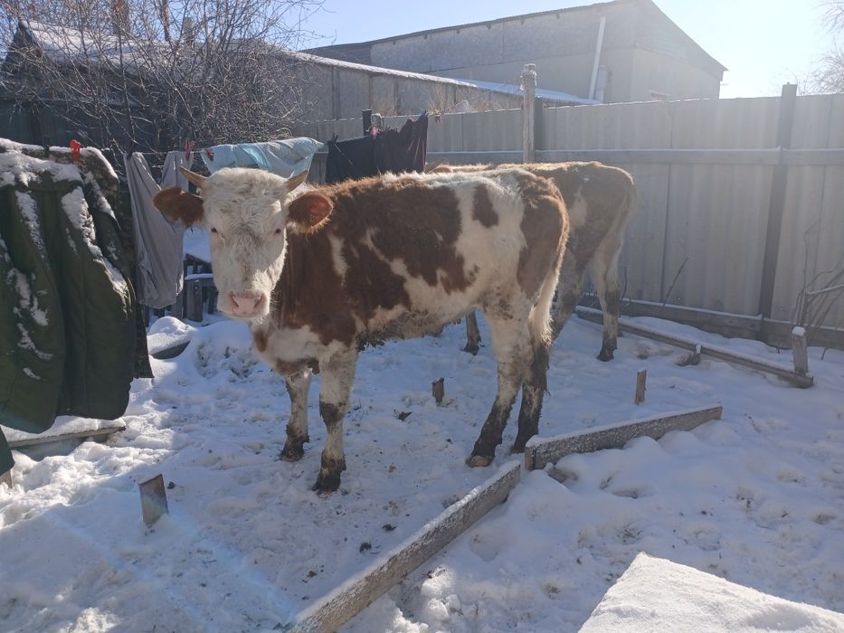 Продам коров полтарашки